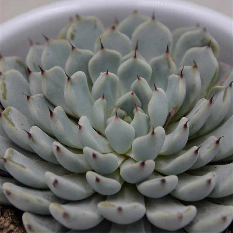 pasiora-echeveria-cuspidata-var-gemmula-sukkulente-8-5-cm-topf image 1