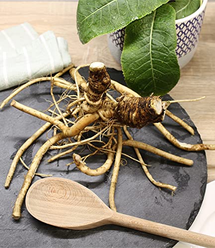 baldur-garten-bio-meerrettich-1-pflanze-im-12-cm-topf image 5