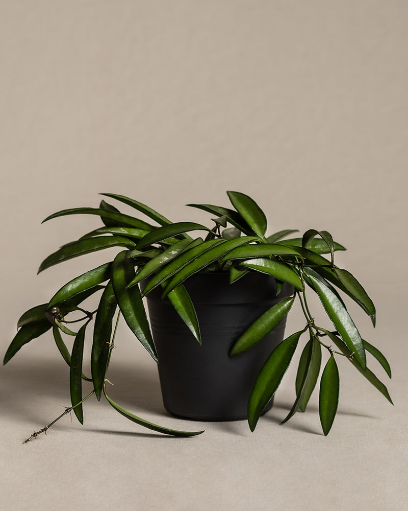 feey-hoya-wayetii-porzellanblume-zimmerpflanze-13-cm-topf image 3