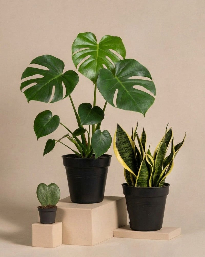 feey-pflanzen-bestseller-trio-monstera-sansevieria-hoya-set image 3