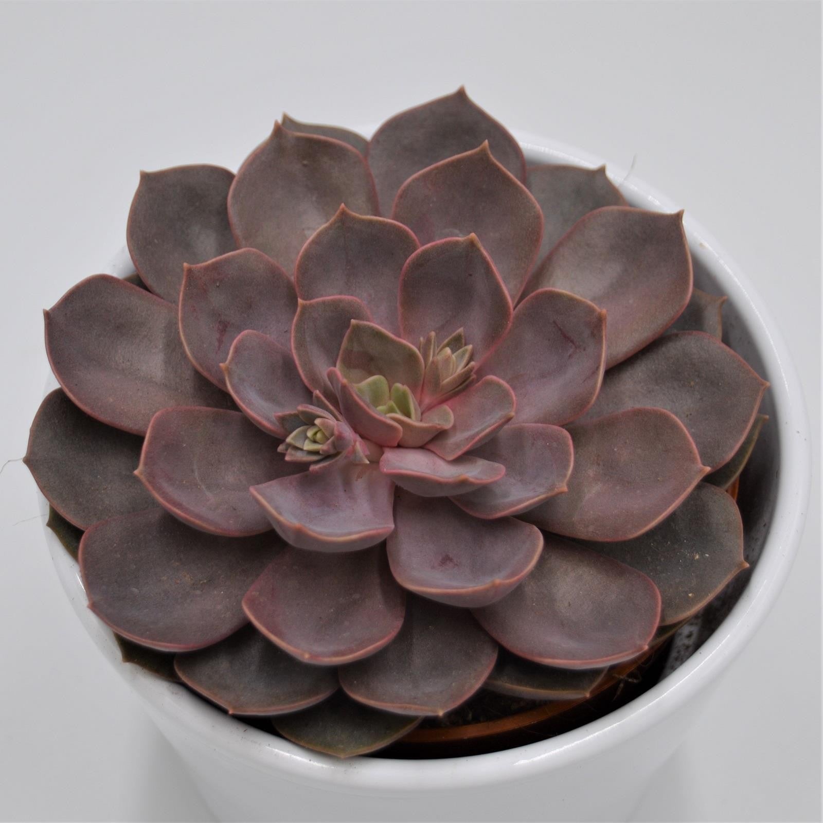 pasiora-echeveria-mina-sukkulente-im-10-5cm-topf image 1