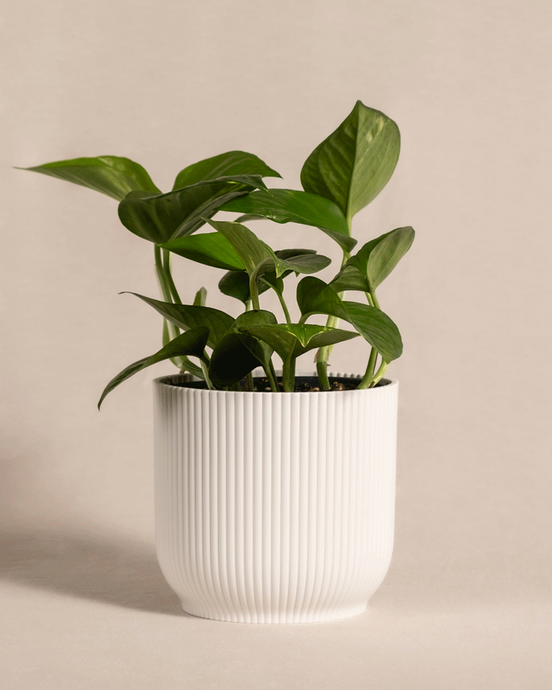 feey-efeutute-epipremnum-aureum-h-ngepflanze-klein image 8