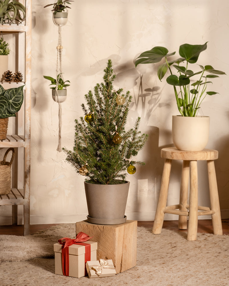 feey-tannenbaum-zuckerhutfichte-picea-glauca-december-im-topf image 2