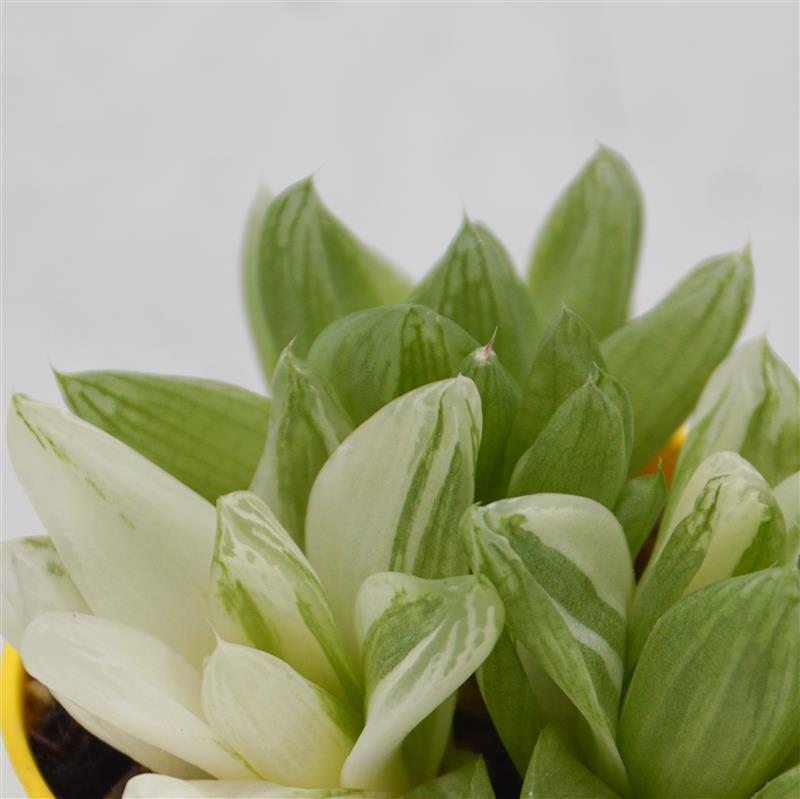 pasiora-haworthia-cymbiformis-f-variegata-8-5-cm-topf image 2