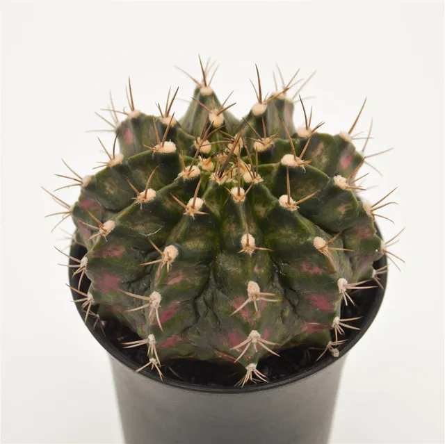 pasiora-gymnocalycium-mihanovichii-t-rex-pink-kaktus-8-cm-topf image 1