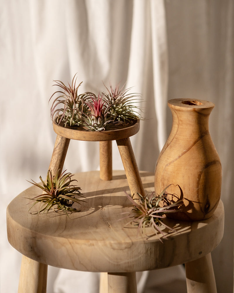 feey-luftpflanzen-pink-5er-set-tillandsia-ionantha-rubra image 4