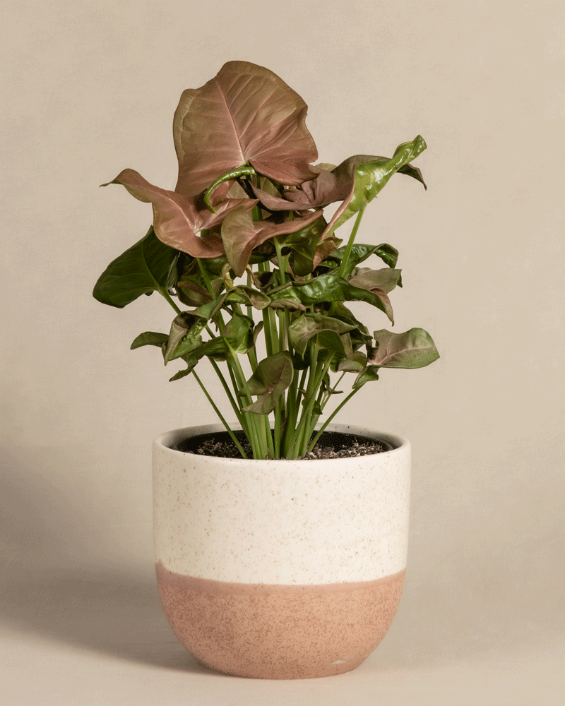 feey-purpurtute-red-heart-syngonium-farbige-h-ngepflanze image 5
