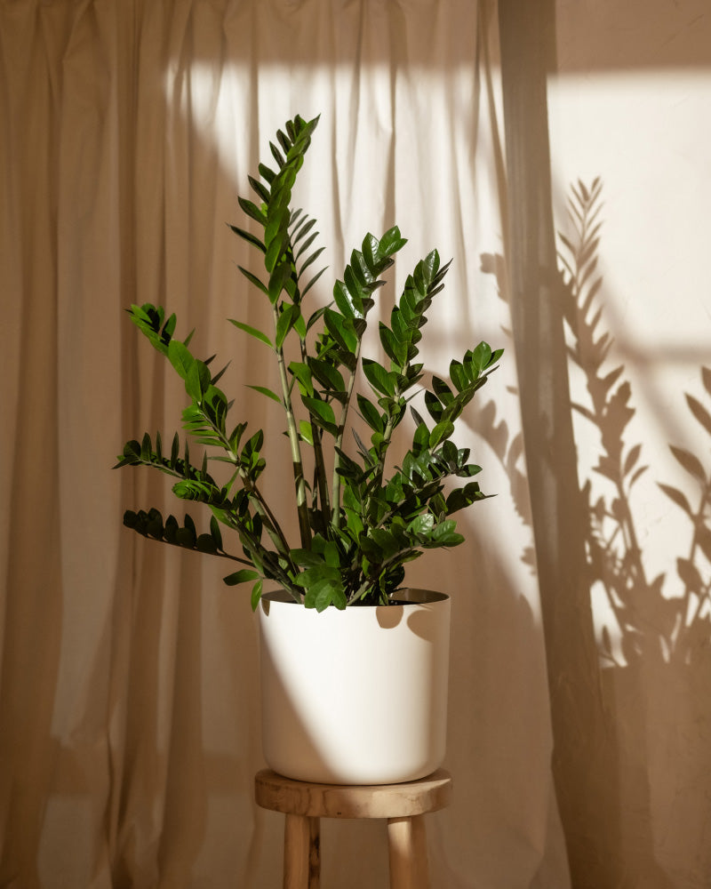 feey-gl-cksfeder-xl-zamioculcas-zamiifolia-gro image 8