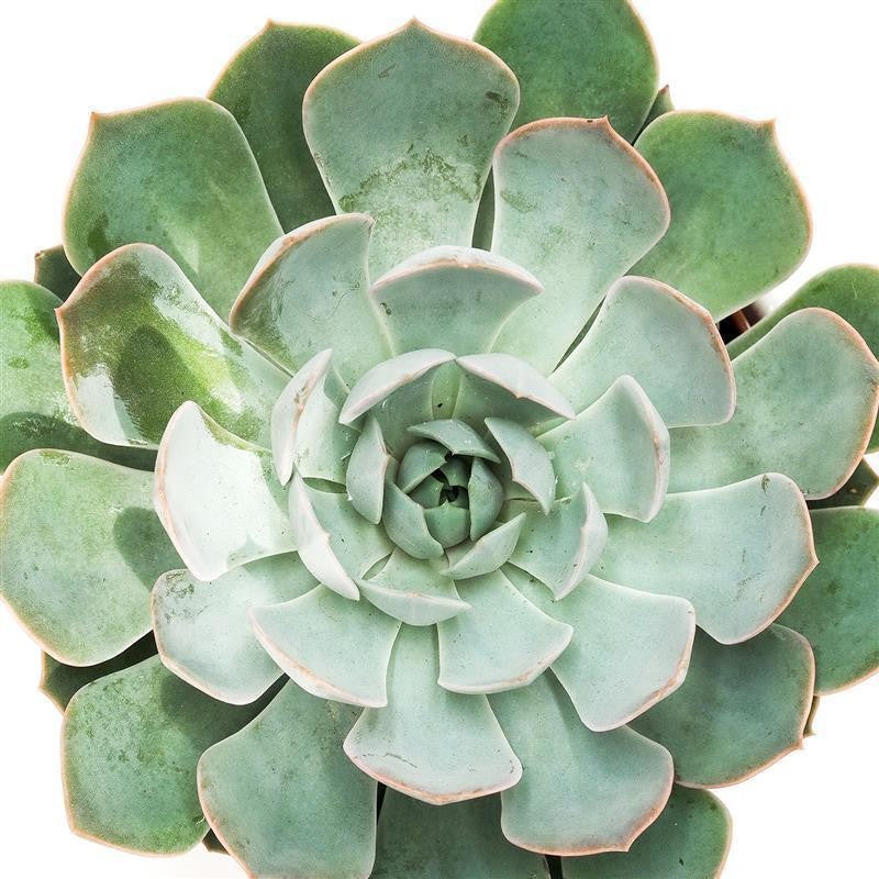 pasiora-echeveria-grande-cinza-sukkulente-12-cm-topf image 2