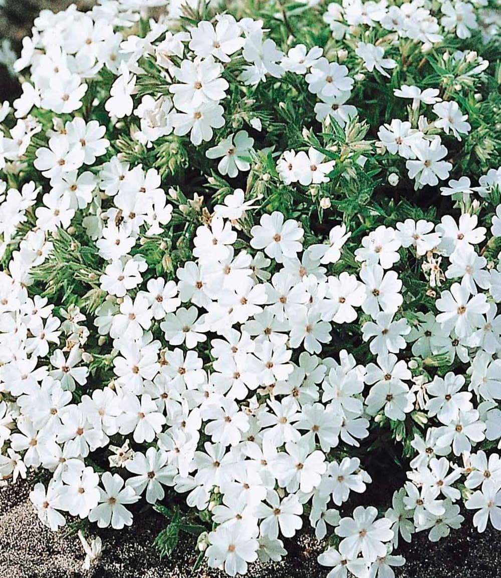 baldur-garten-8er-bodendecker-phlox-mix-flowers-of-the-sea-9x9-cm-topf image 3