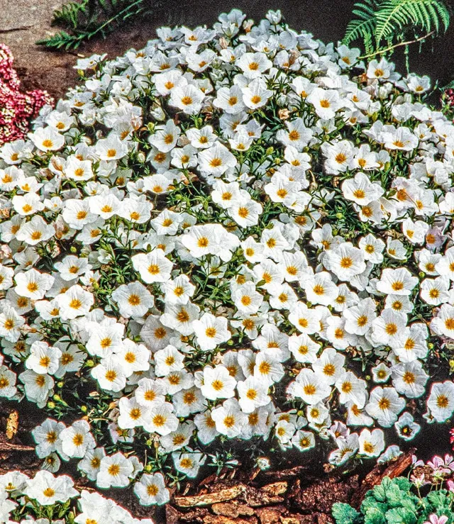 baldur-garten-bergsandblume-3x-bodendecker-im-9x9-cm-topf image 1