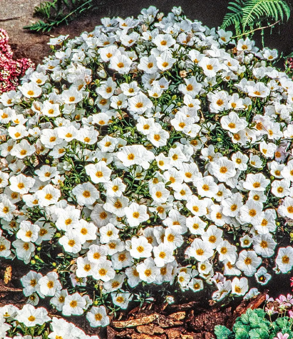 baldur-garten-bergsandblume-3x-bodendecker-im-9x9-cm-topf image 1