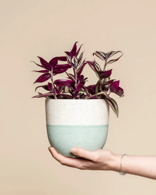 feey-tradescantia-zebrina-dreimasterblume-zimmerpflanze image 1