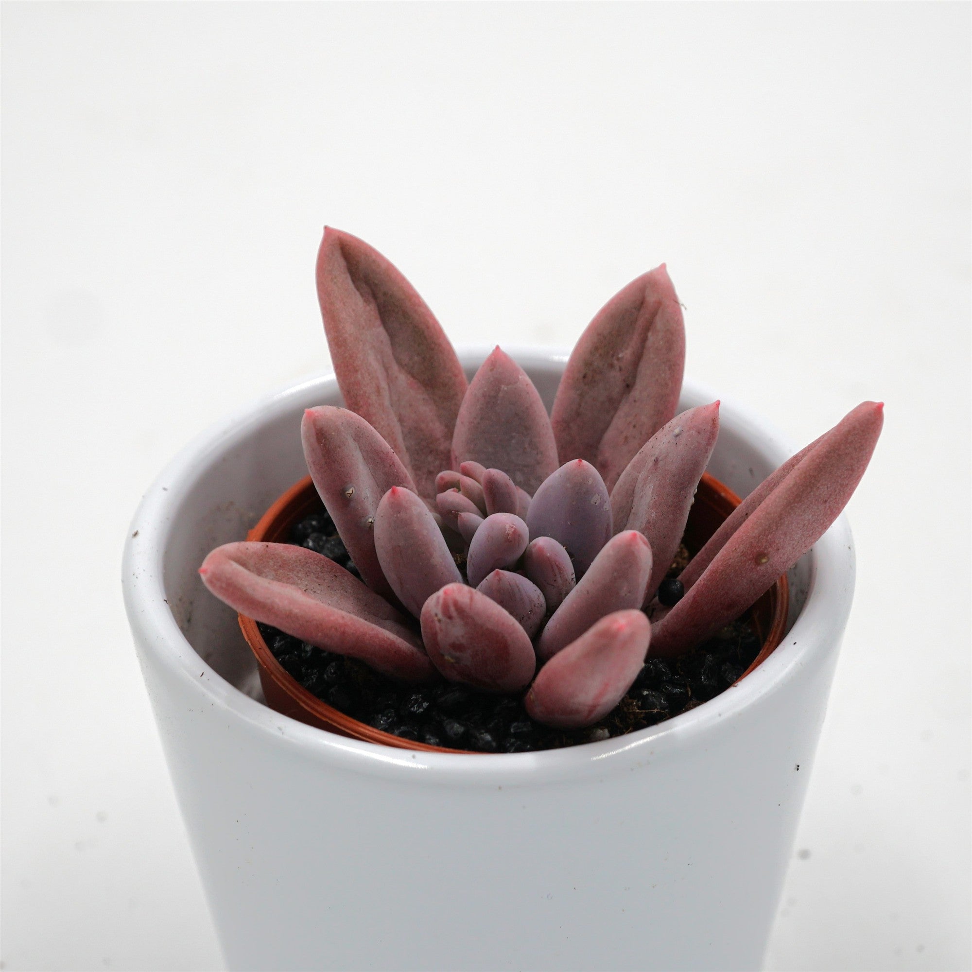 pasiora-pachyphytum-hookeri-rubra-sukkulente-5-5cm-topf image 3