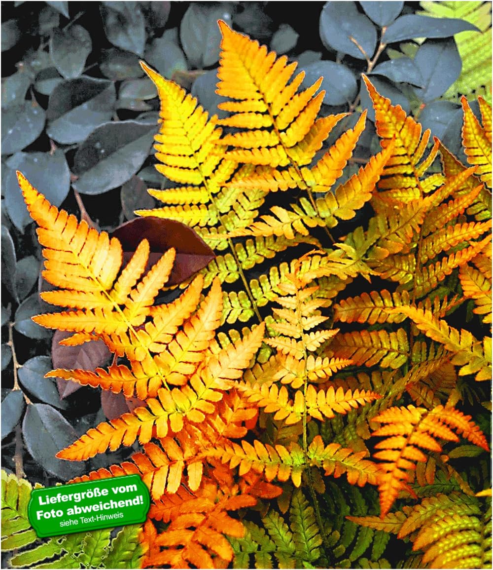 baldur-garten-winterharter-schmuck-farn-golden-brilliant-im-9x9-cm-topf image 2