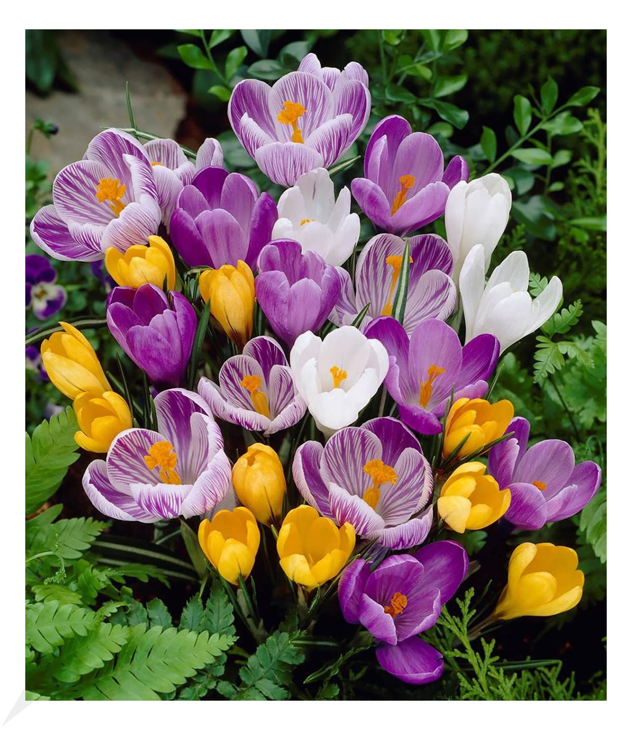 baldur-garten-60er-gro-blumiger-krokus-mix-zwiebeln-7-8-cm image 1