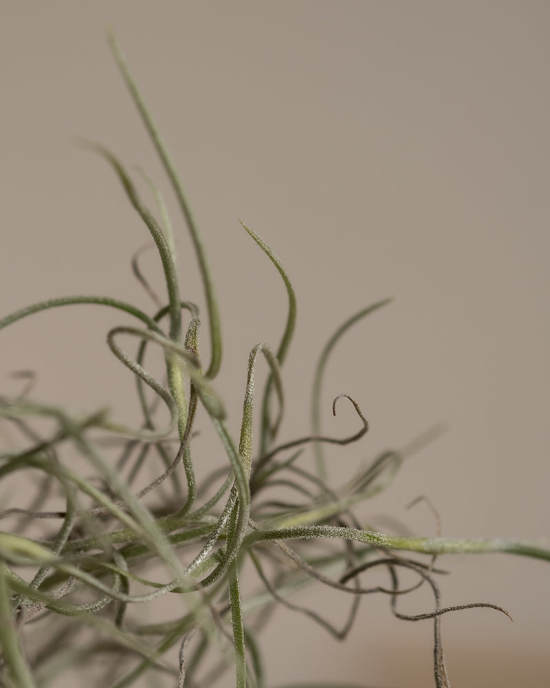 feey-spanisches-moos-tillandsia-usneoides-klein image 7