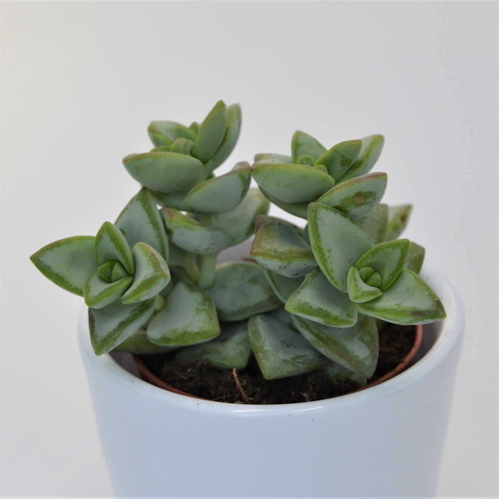 pasiora-crassula-perforata-azul-string-of-buttons-5-5cm image 1