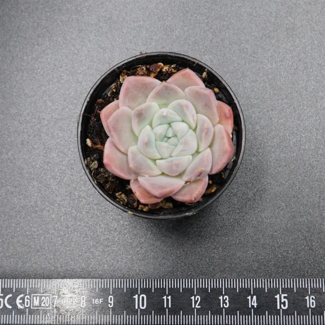 pasiora-echeveria-alba-beauty-rarit-t-einzelst-ck-indoor image 1