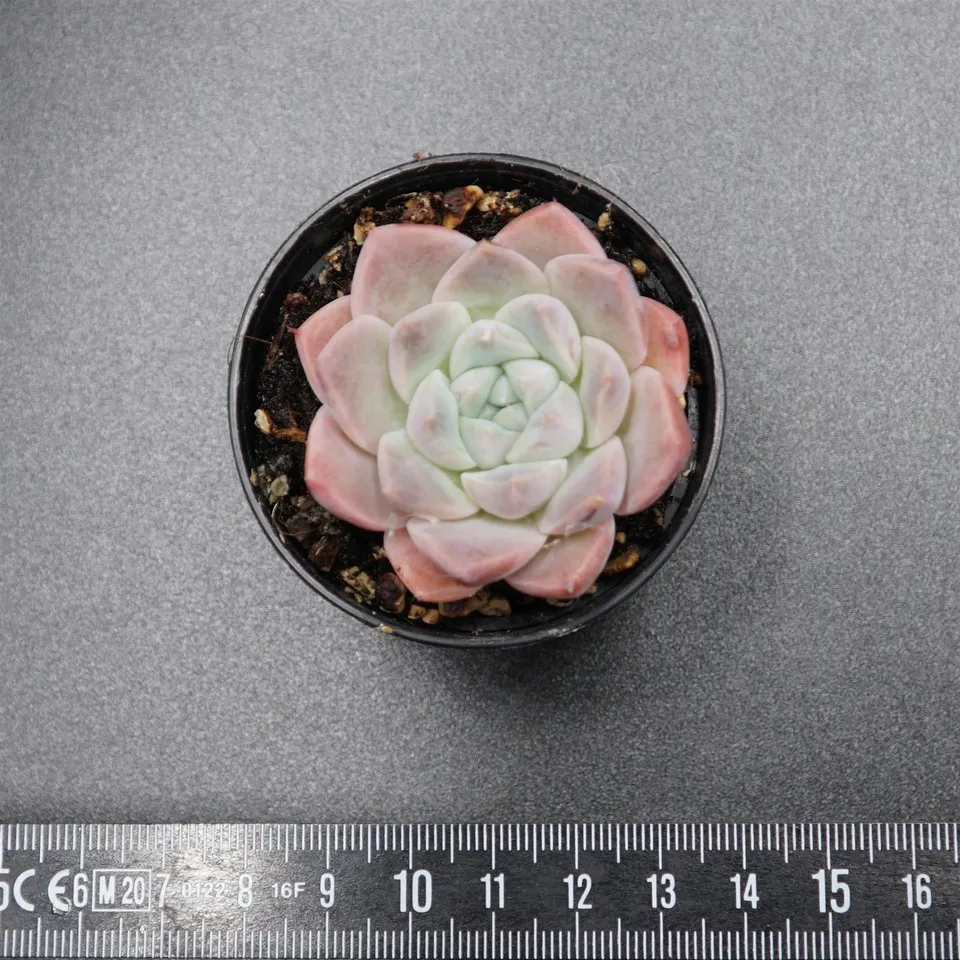 pasiora-echeveria-alba-beauty-rarit-t-einzelst-ck-indoor image 1