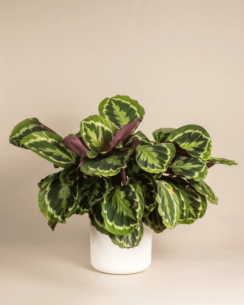 feey-grosse-calathea-roseopicta-medallion-zimmerpflanze image 7