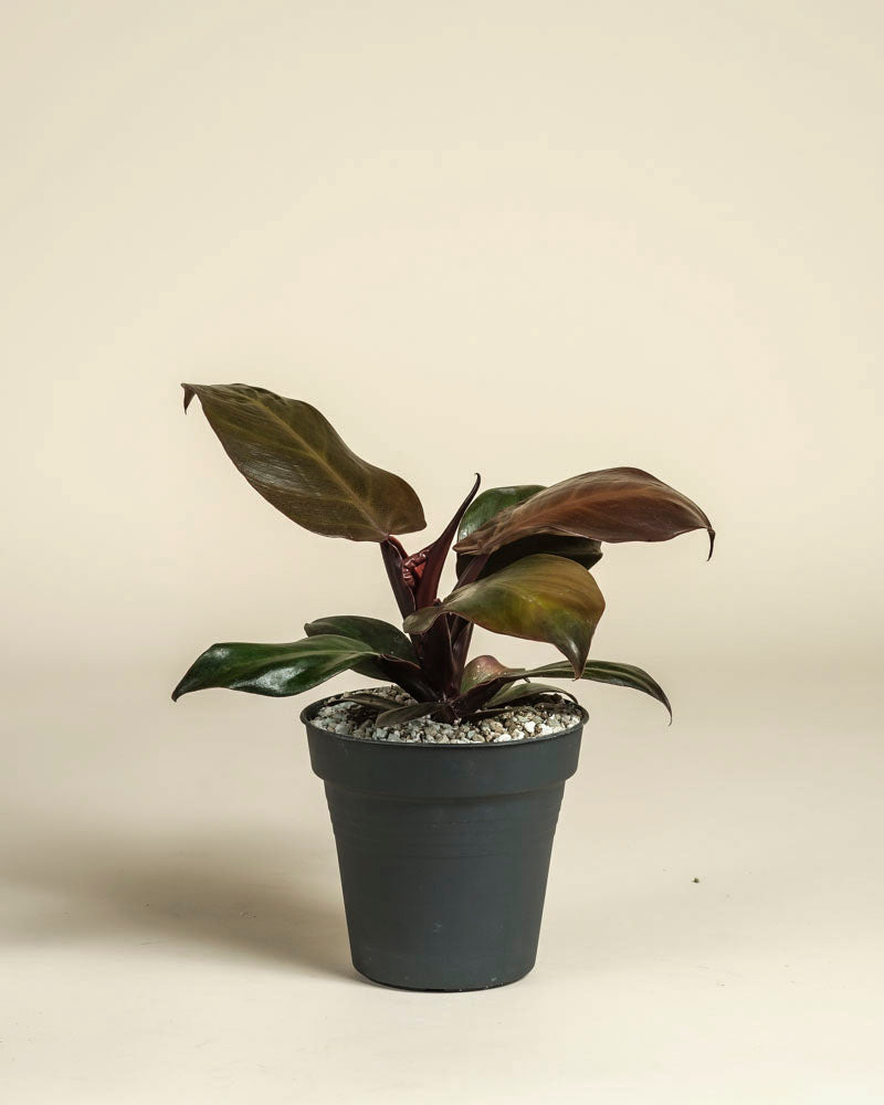 feey-philodendron-red-sun-zimmerpflanze-mit-rotem-austrieb image 3