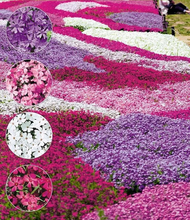 baldur-garten-8er-bodendecker-phlox-mix-flowers-of-the-sea-9x9-cm-topf image 1