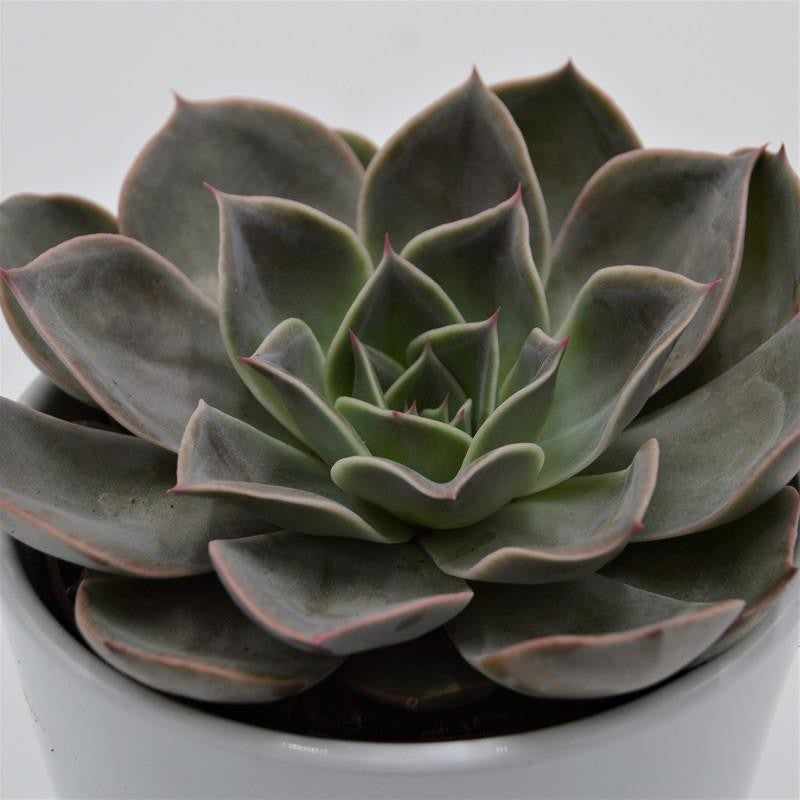 pasiora-echeveria-costa-sukkulente-10-5cm-topf image 1