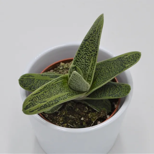 pasiora-gasteria-dragon-skin-sukkulente-8-5-cm-topf image 1
