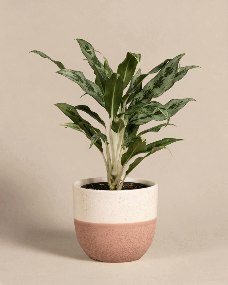 feey-aglaonema-greyhound-zimmerpflanze-kolbenfaden image 5