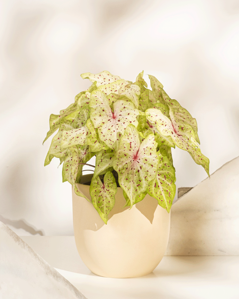 feey-caladium-miss-muffet-buntblatt-zimmerpflanze-gro image 7