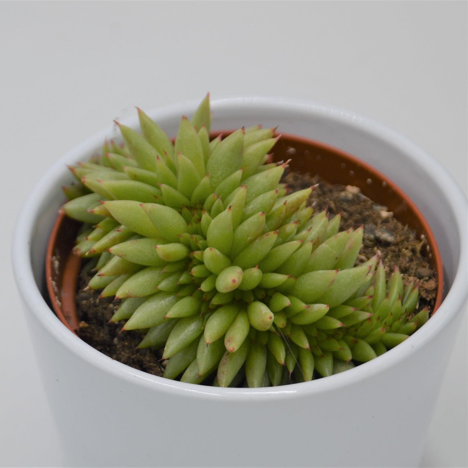 pasiora-echeveria-agavoides-var-corderoyi-f-cristata-10-5cm image 2