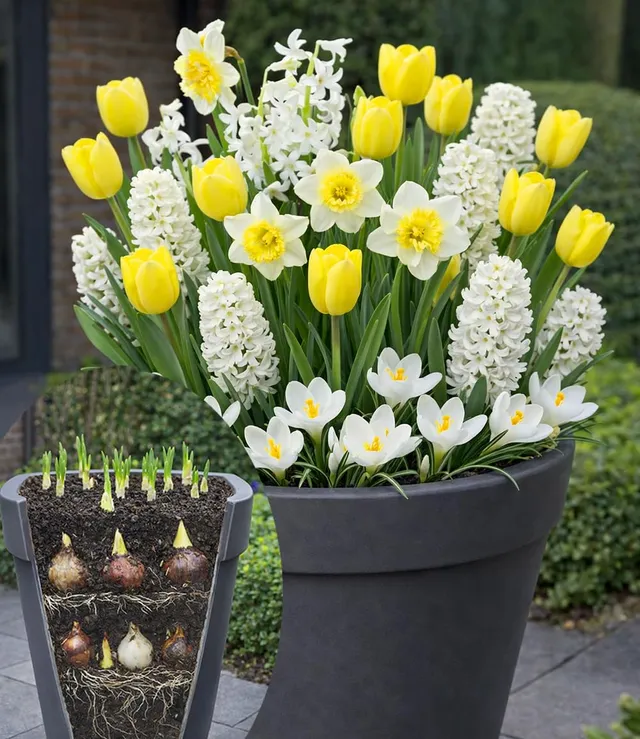 baldur-garten-30x-blumenzwiebel-mix-wei-gelbe-lasagne-fr-hlingsbl-her image 1