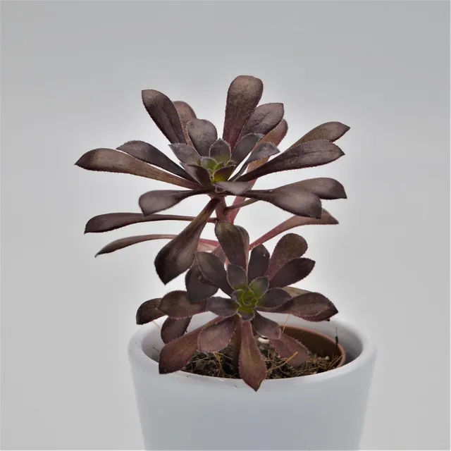 pasiora-aeonium-arboreum-var-atropurpureum-rosette-5-5cm image 1