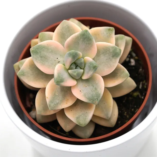 pasiora-x-graptoveria-titubans-f-variegata-sukkulente-8-5cm-topf image 1