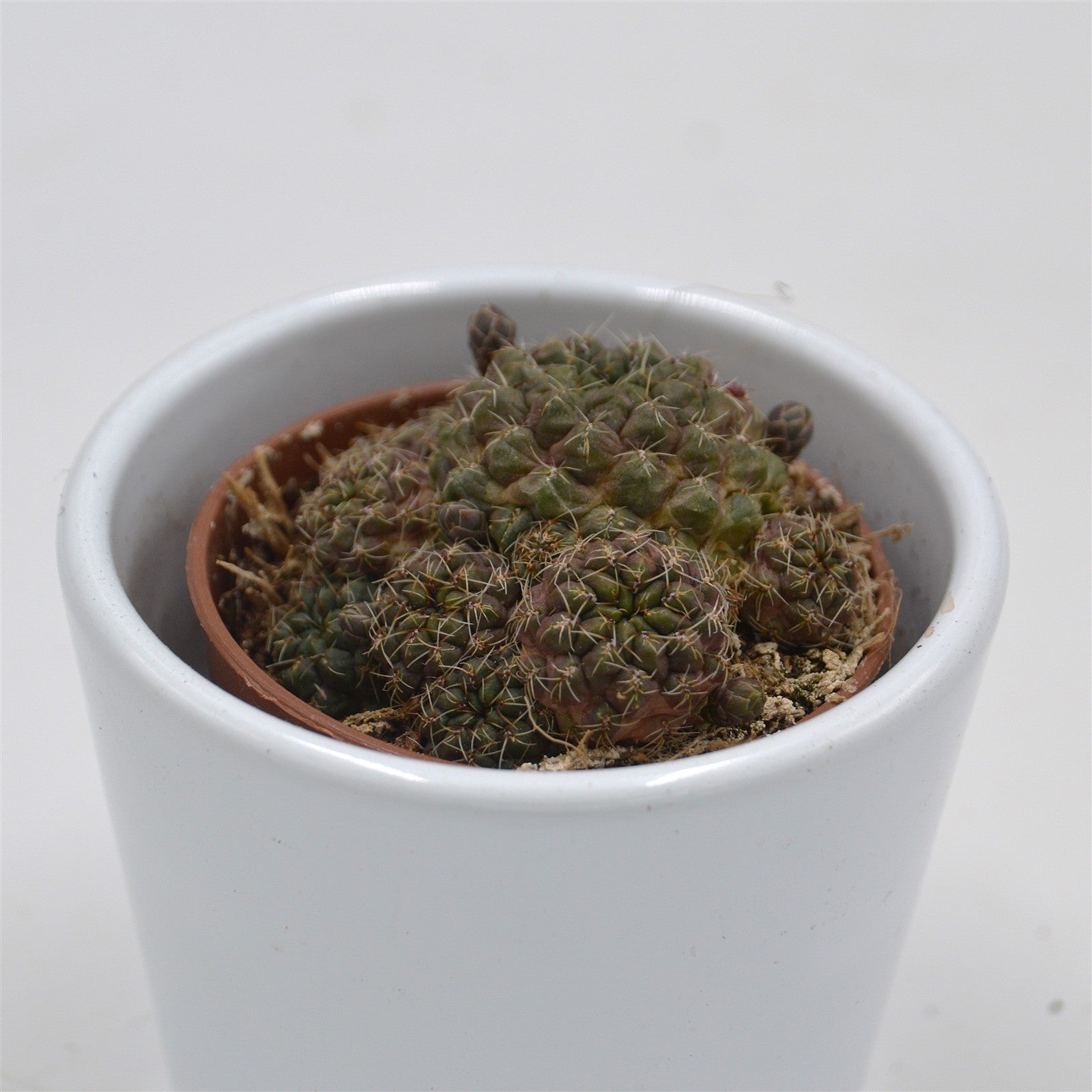 pasiora-sulcorebutia-canigueralii-kaktus-5-5-cm-topf image 2