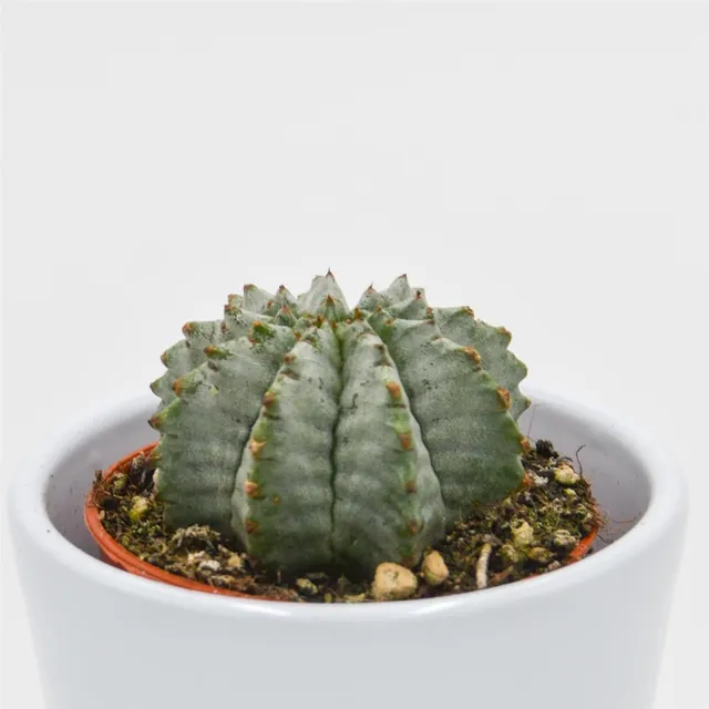 pasiora-euphorbia-horrida-v-striata-alba-5-5-cm-topf image 1