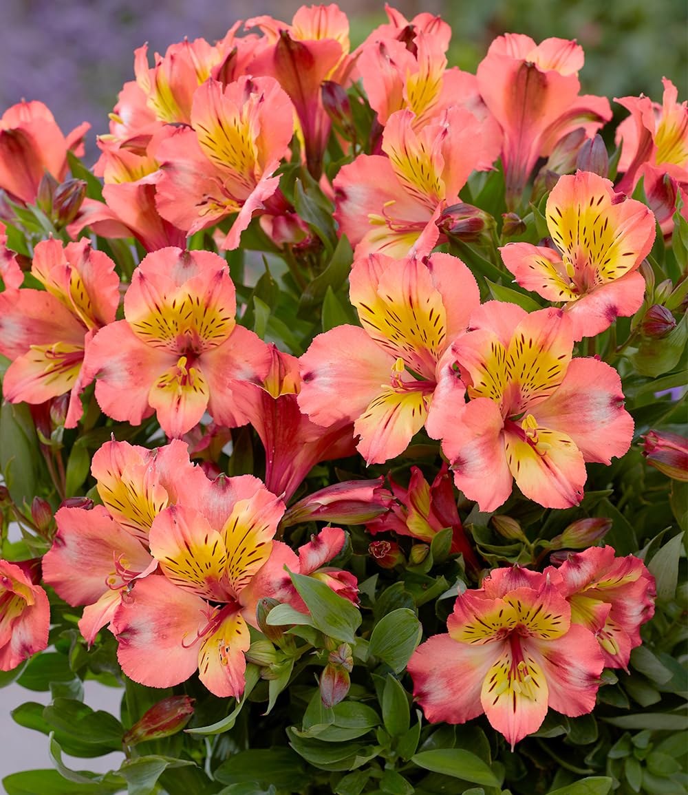 baldur-garten-alstroemeria-incalys-salmon-winterharte-inkalilie-im-12-cm-topf image 2