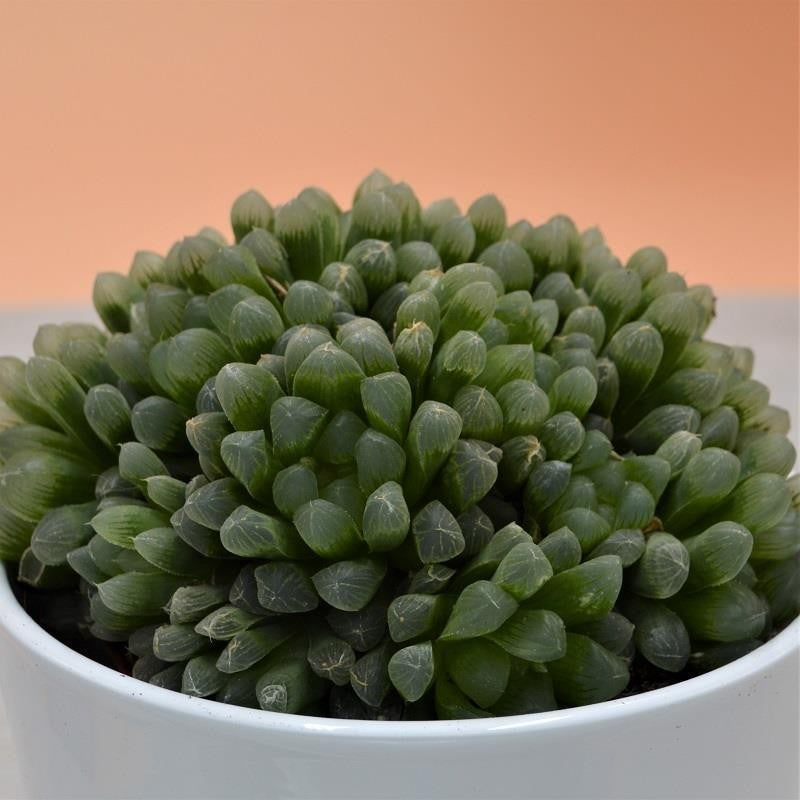 pasiora-haworthia-cymbiformis-var-obtusa-10-5cm image 1