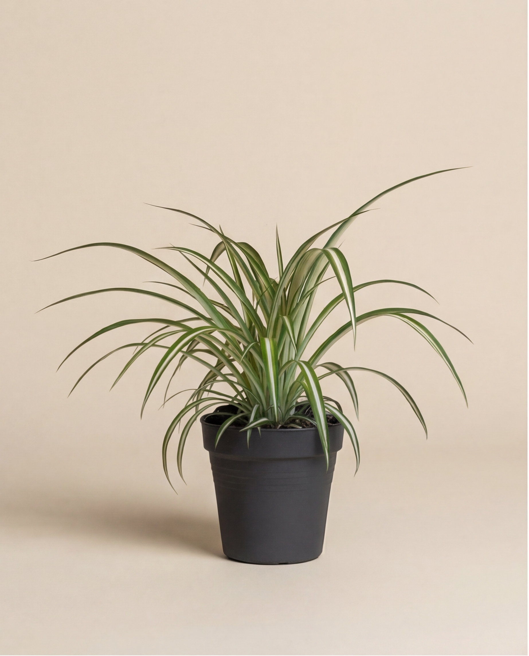 feey-gr-nlilie-chlorophytum-comosum-variegatum-zimmerpflanze image 3