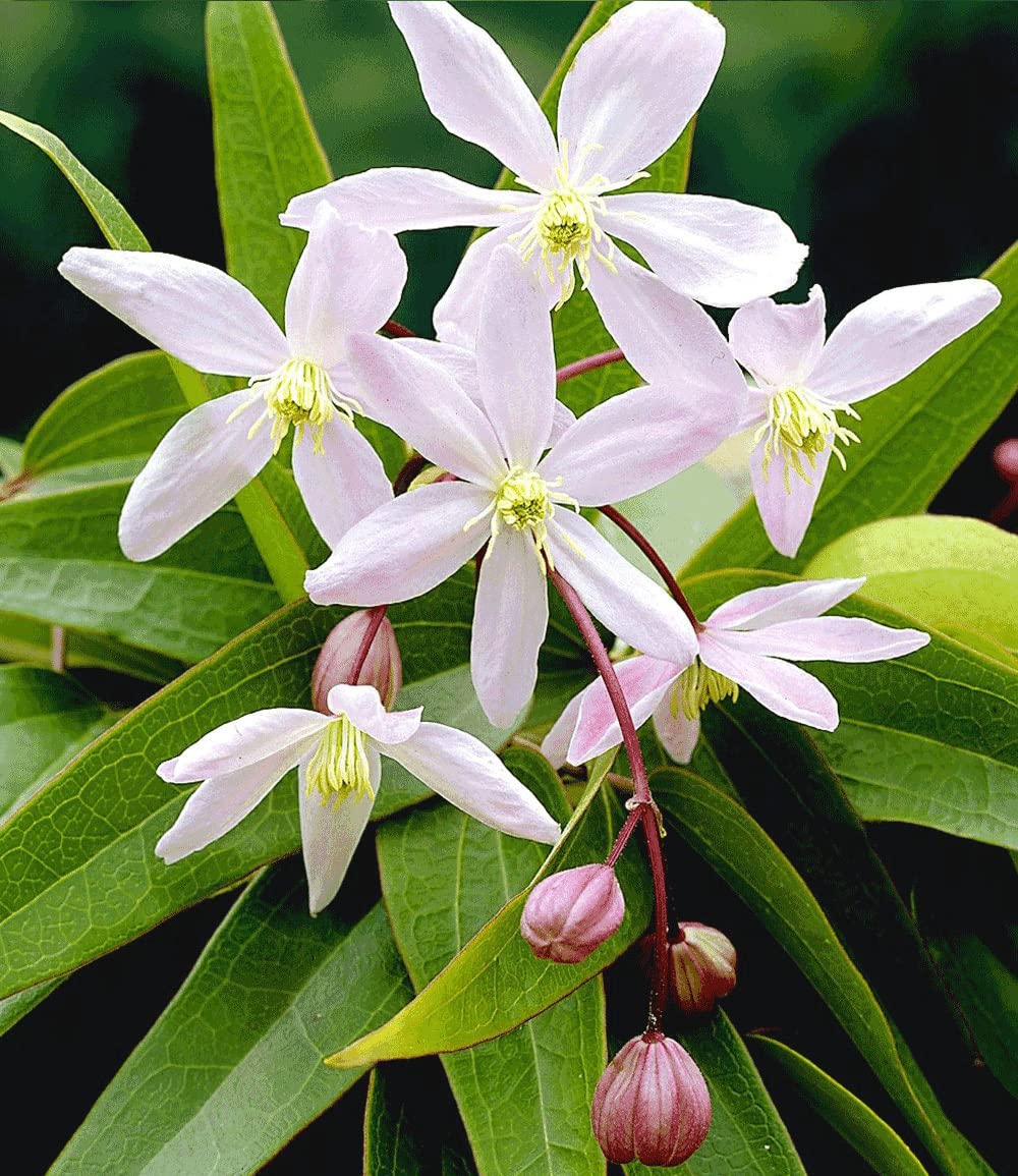 baldur-garten-2er-set-clematis-armandii-rose-nah-ma image 3