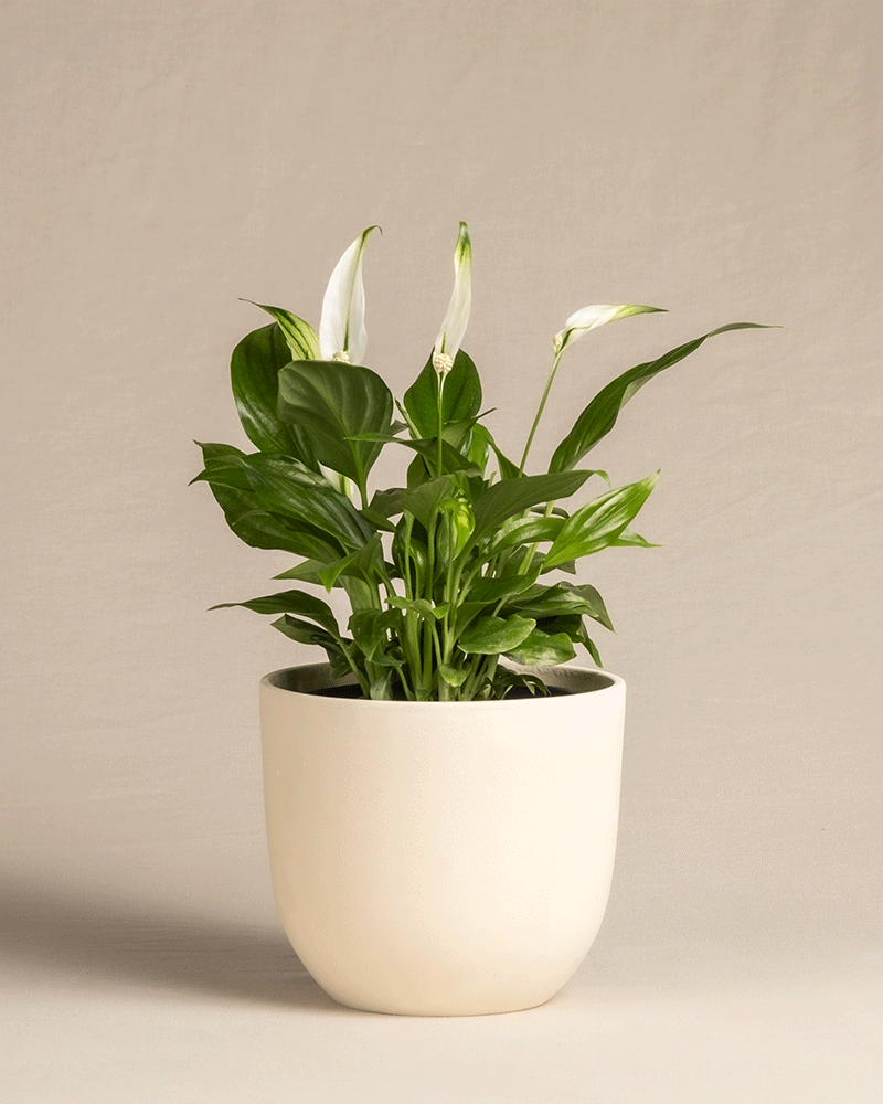 feey-einblatt-spathiphyllum-wallisii-friedenslilie-klein image 6