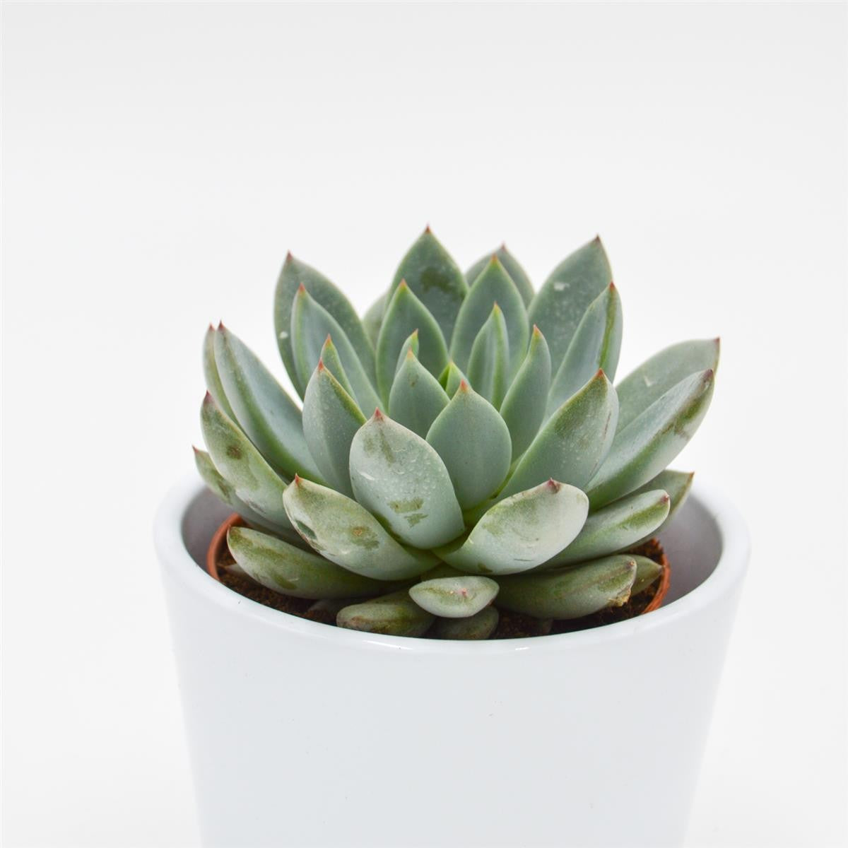 pasiora-echeveria-yummie-sukkulente-8-5cm-topf image 1