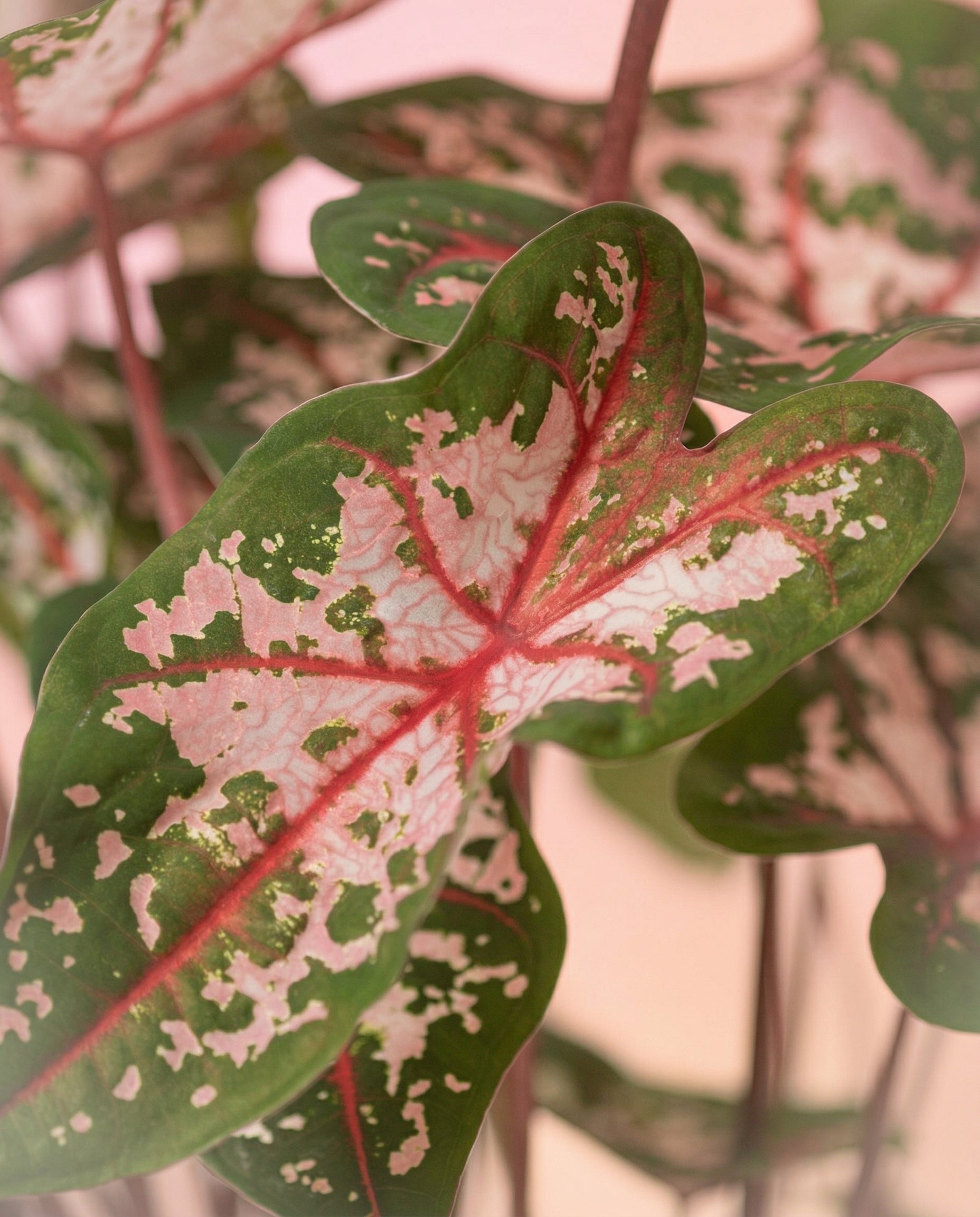 feey-caladium-carolyn-whorton-zimmerpflanze-mit-rosa-gr-nen-bl-ttern image 2