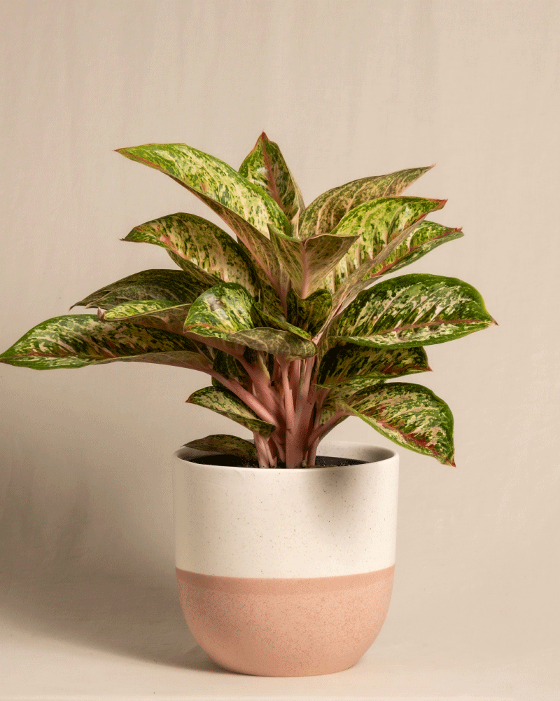 feey-aglaonema-painted-celebration-kolbenfaden-zimmerpflanze image 5