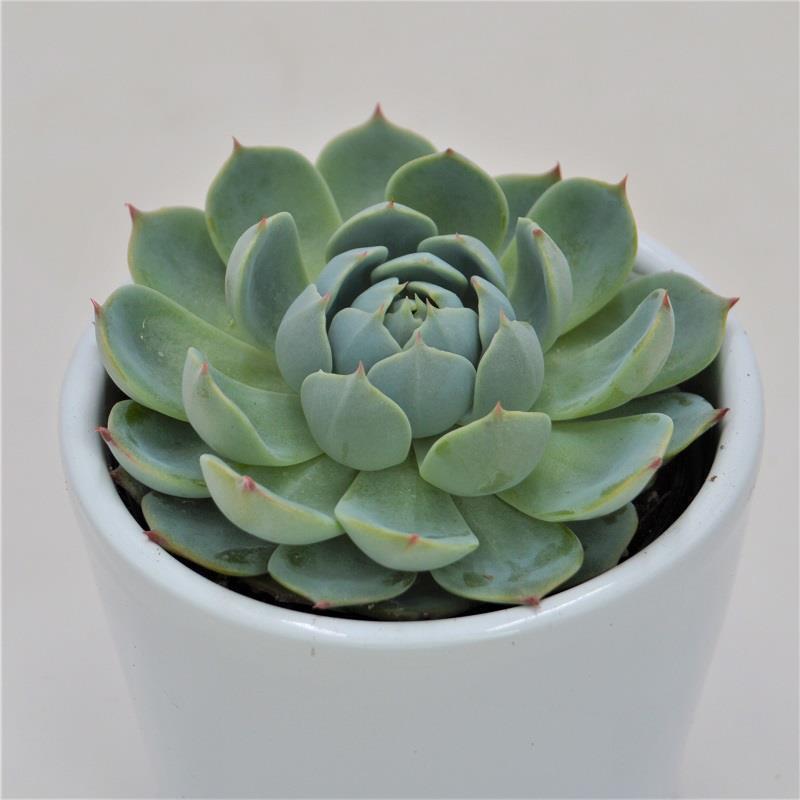 pasiora-echeveria-secunda-san-joaquin-sukkulente-6cm-topf image 1