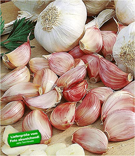 baldur-garten-3x-pflanz-knoblauch-zwiebeln-gr-e-i image 4