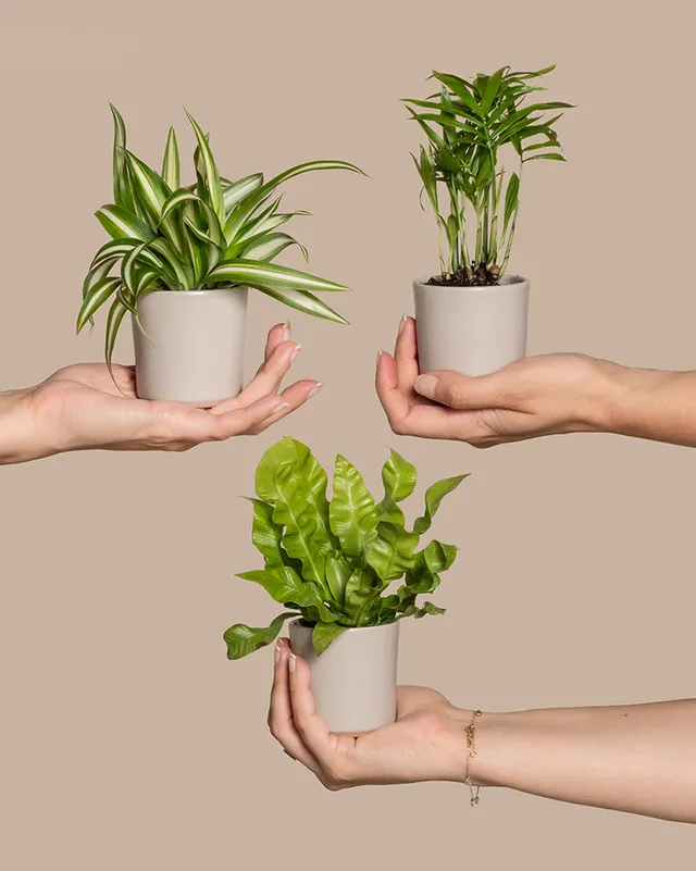 feey-ungiftige-babypflanzen-3er-set-gr-nlilie-nestfarn-bergpalme image 1
