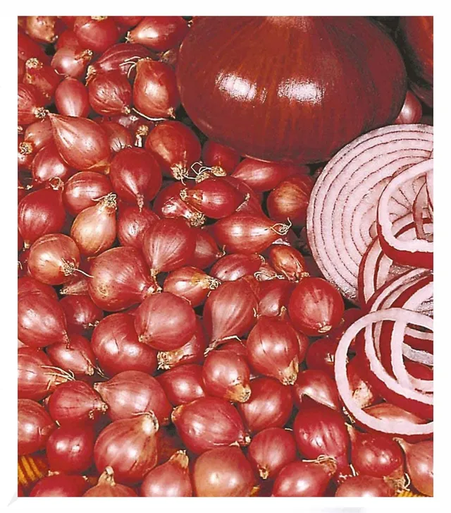 baldur-garten-rote-steckzwiebeln-red-baron-75-st-ck-14-21-mm image 1
