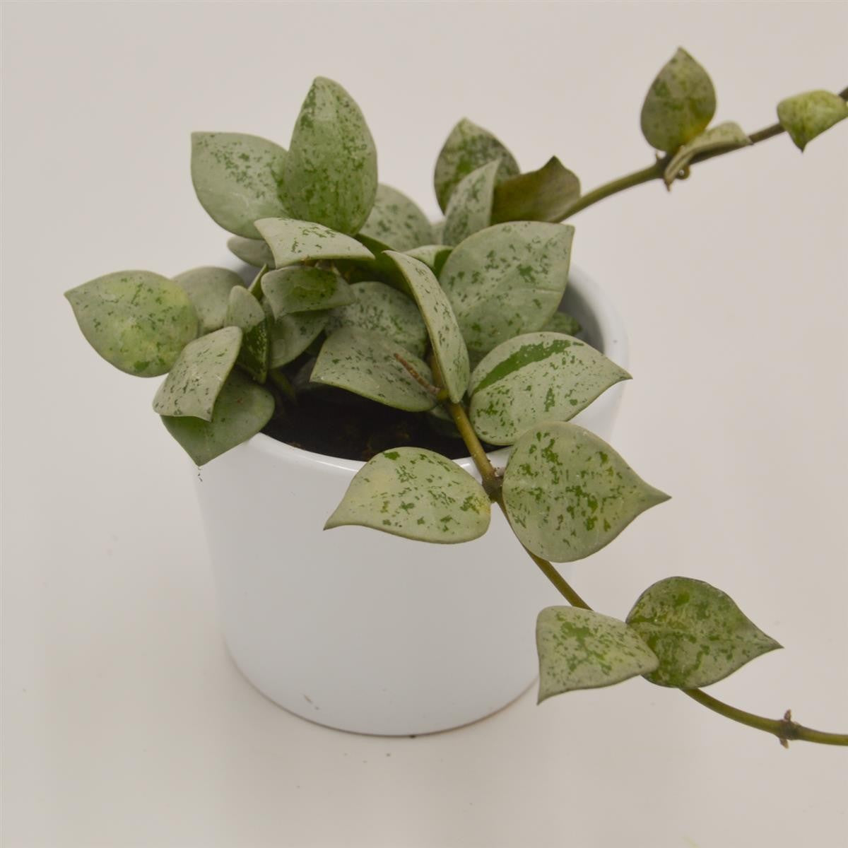 pasiora-hoya-krohniana-eskimo-h-ngepflanze-6cm image 1